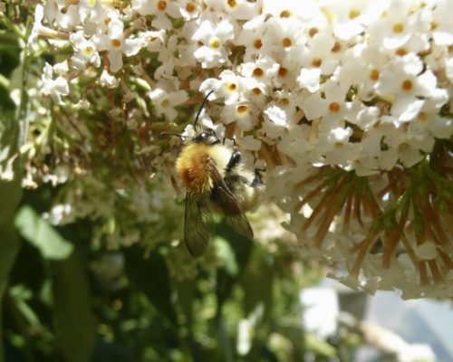 Buddleia blanc bonheur des pollinisateurs