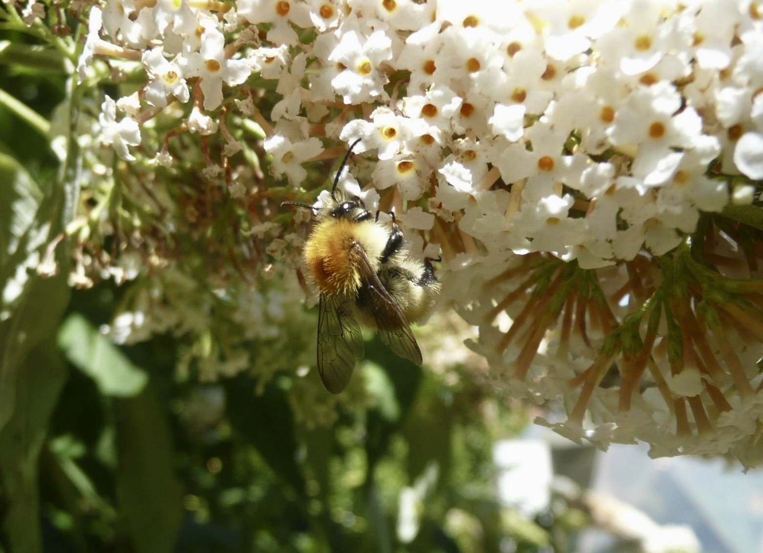 Buddleia blanc bonheur des pollinisateurs