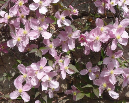 Clematis montana rose en mai