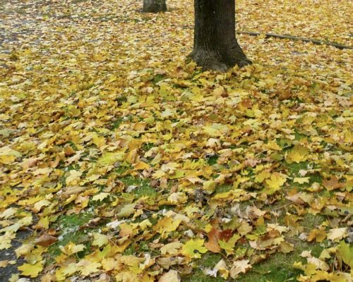 Litière de feuilles d’érables au parc des hauteurs