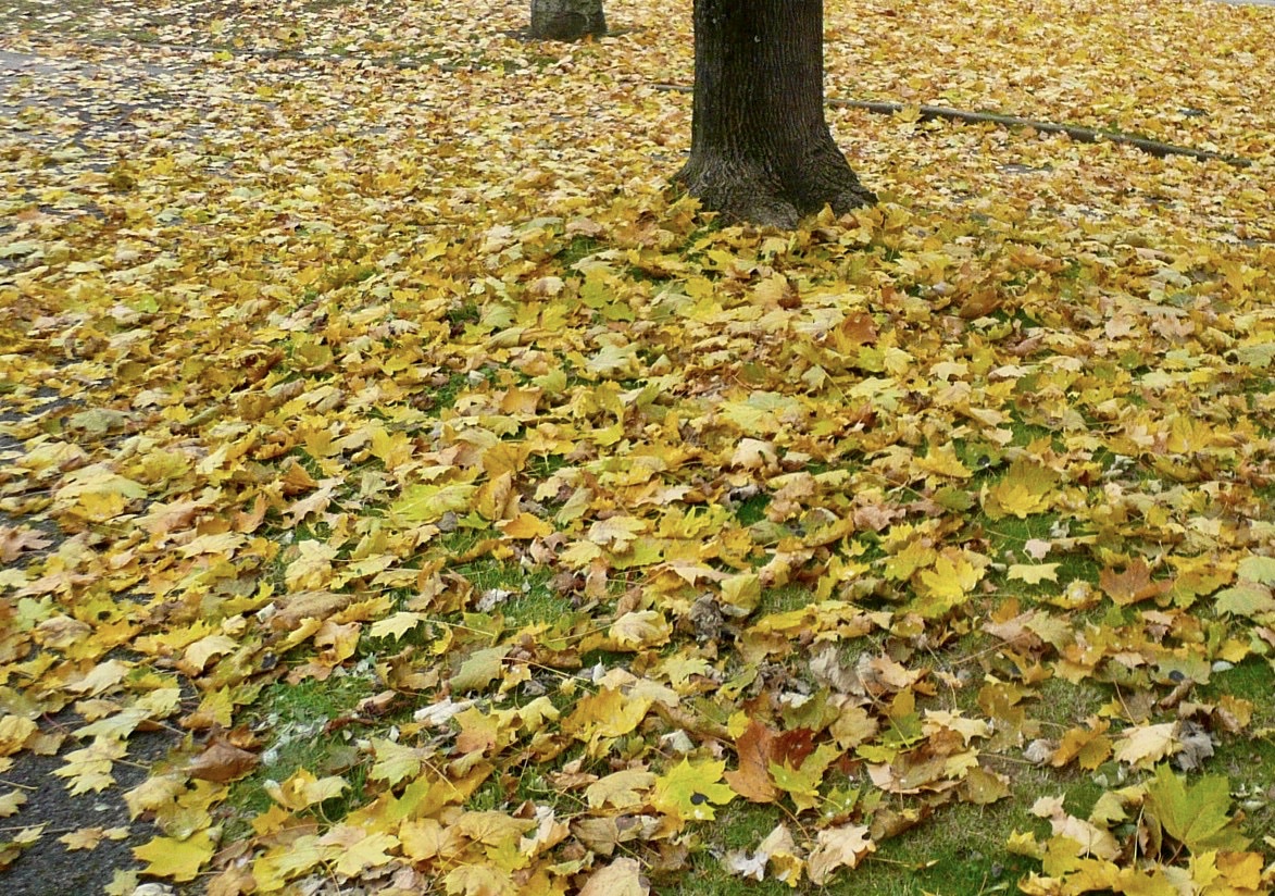 Litière de feuilles d’érables au parc des hauteurs