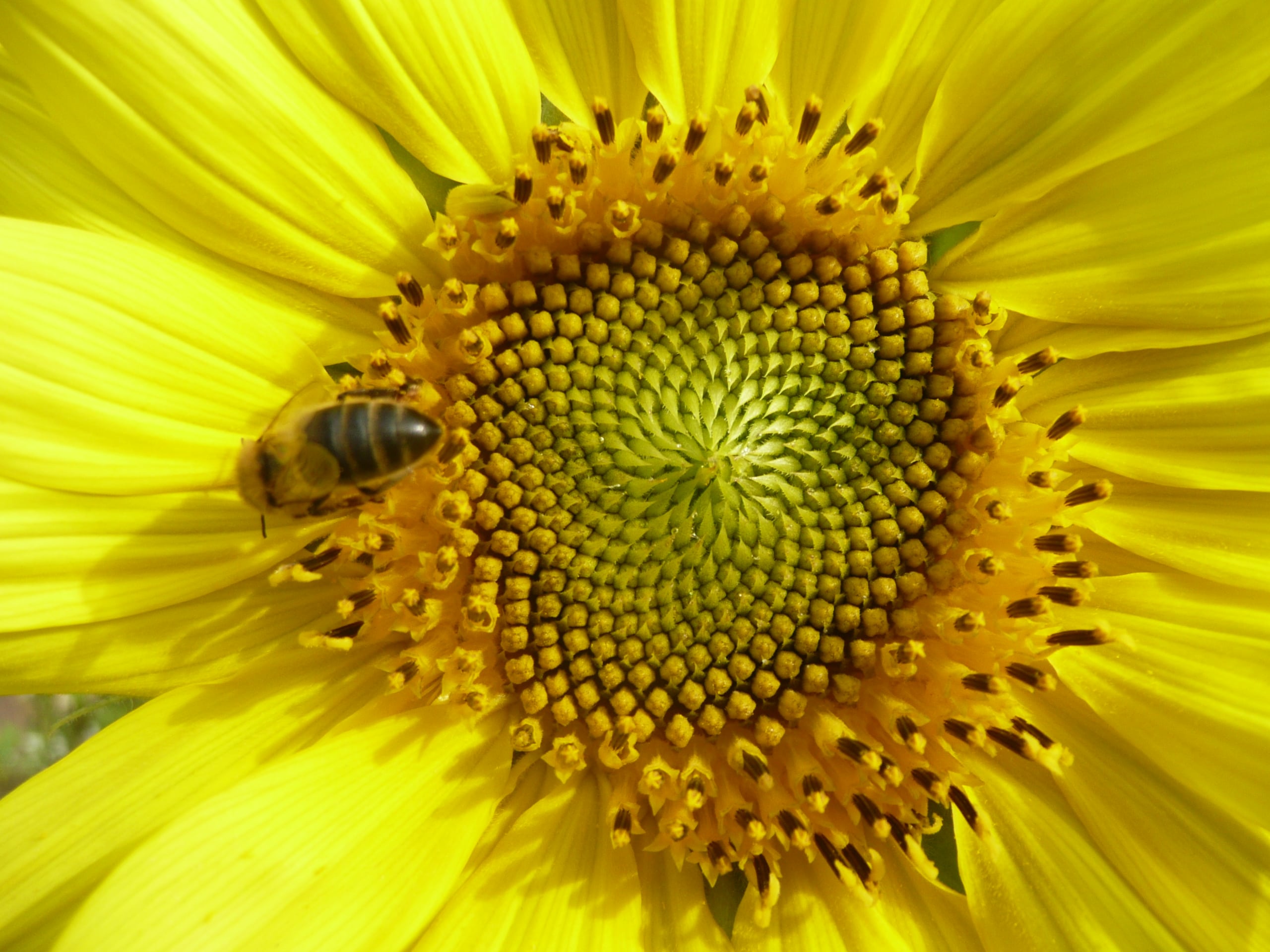 Pollen de tournesol pour les abeilles et graines pour le régal des mésanges