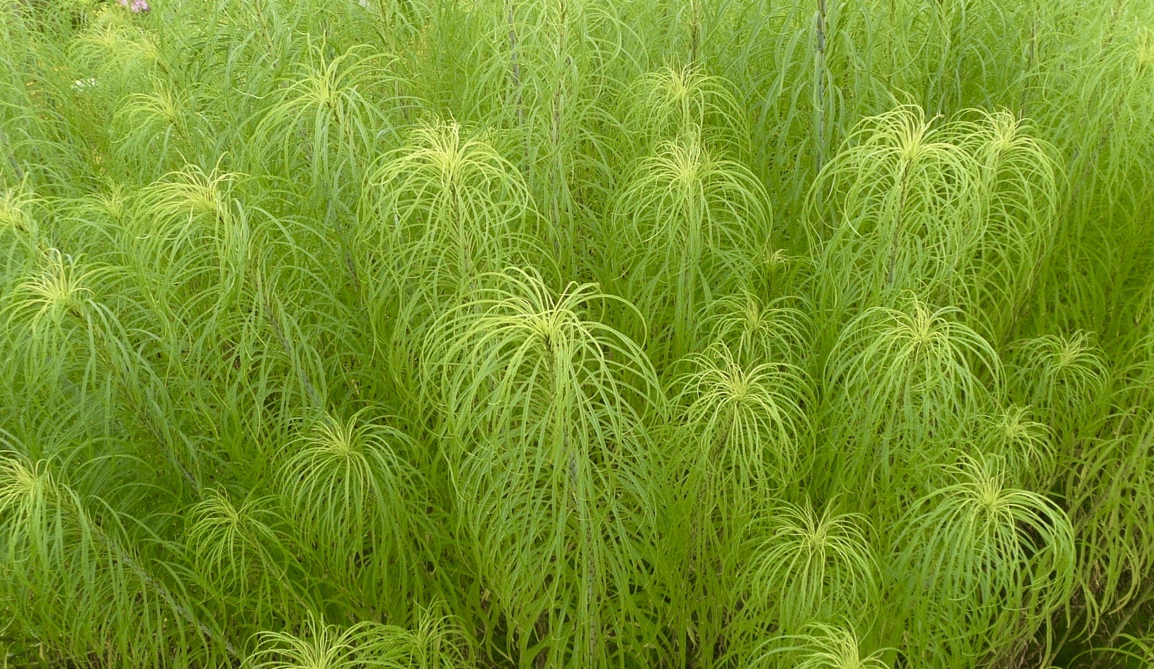 Helianthus salicifolia graphique et généreuse