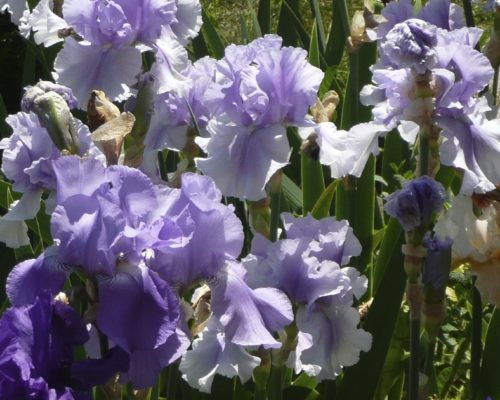 Frou Frou d’iris bicolores en pieds d’arbres