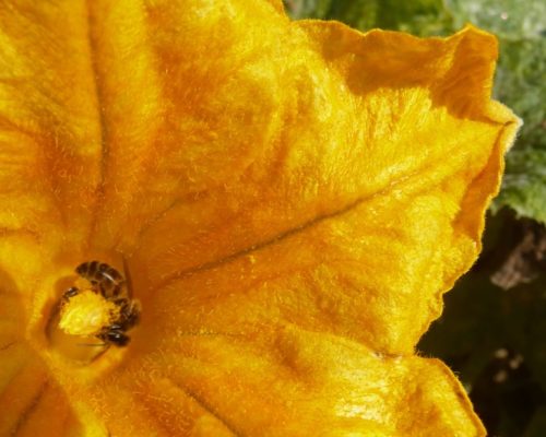 Fleur de courgette à polliniser fleur mâle ou femelle