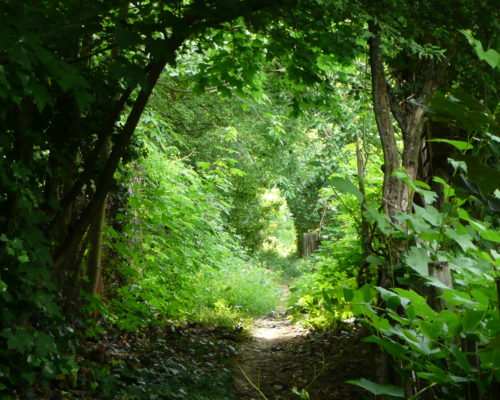 Chemin menant au jardin de Fontanières