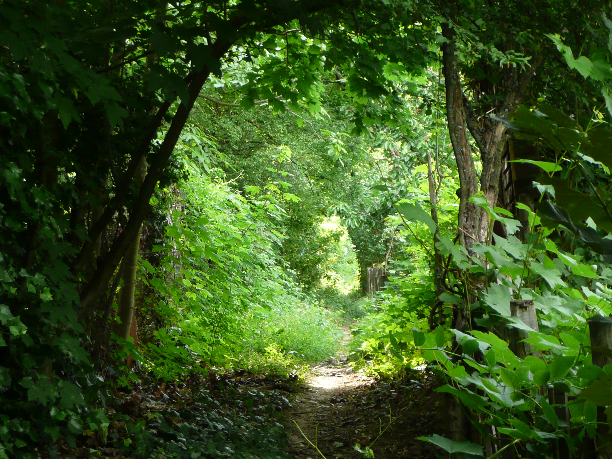 Chemin menant au jardin de Fontanières