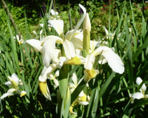 Iris japonais élancé au mois de juin