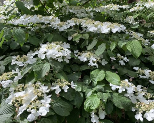 Viburnum mariesii à floraison en plateaux dès le mois de mai