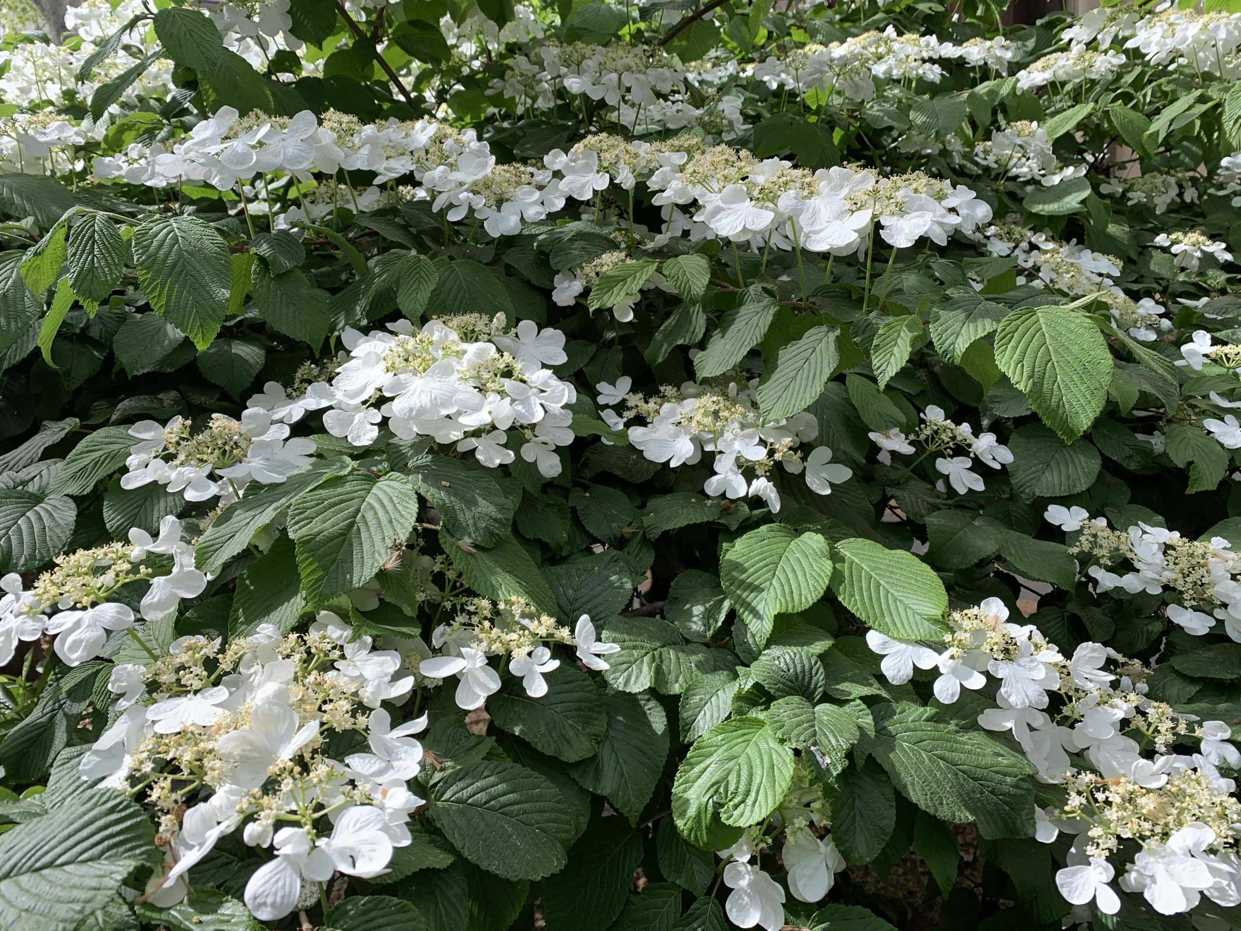 Viburnum mariesii à floraison en plateaux dès le mois de mai