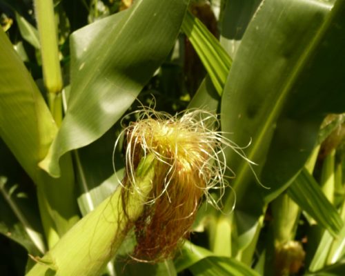 Maïs à pop corn