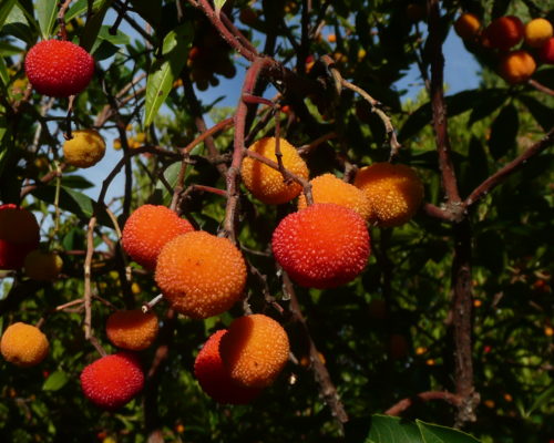 Bel arbousier à jolis fruits à la Toussaint au jardin du Rayol