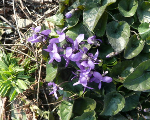 Violettes odorantes et comestibles