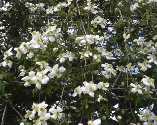 Avalanche de fleurs blanche de la Clématite montana