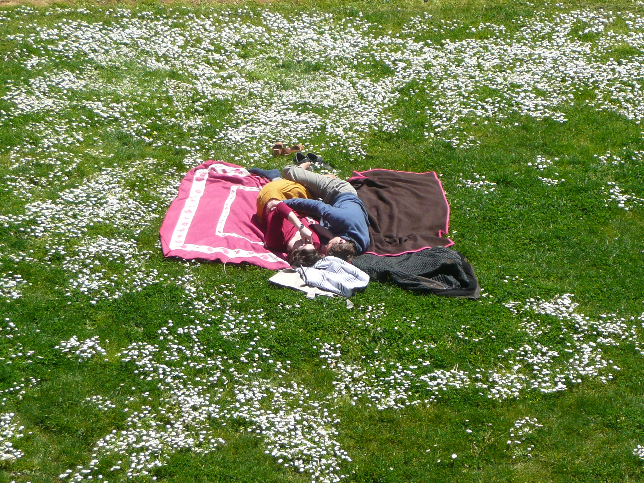 Le bonheur de la sieste dans une pelouse fleurie