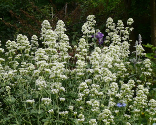 Valerianes blanches robustes florifères et sobres