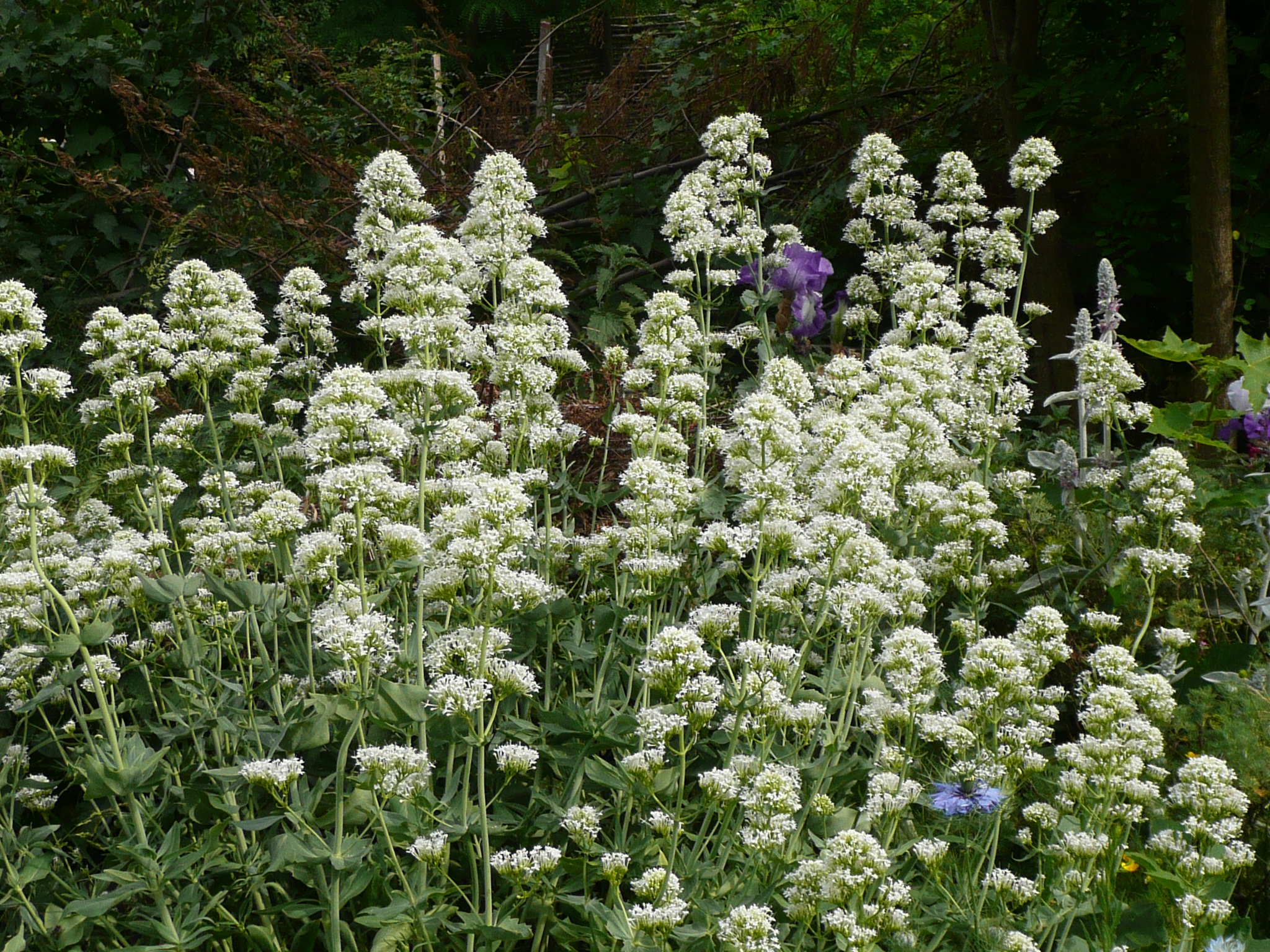 Valerianes blanches robustes florifères et sobres