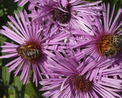 Asters d’automne pour le meilleur des pollens