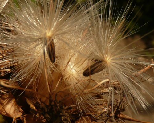 Graines de Cardons à récolter avant envol