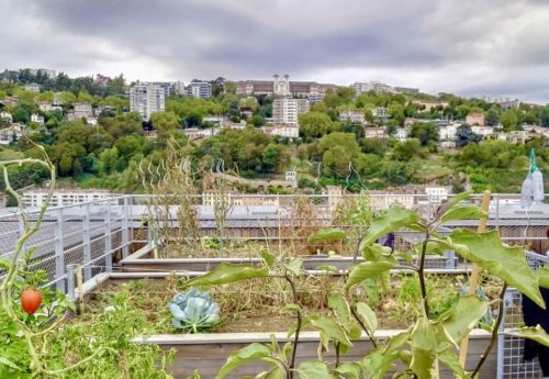 2019-2020 Le potager du rooftop des loges de Saône