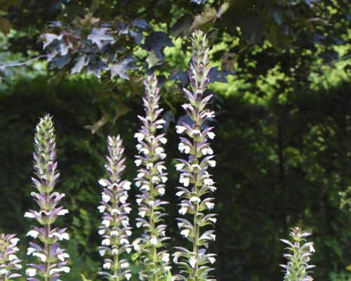 Fleurs d’acanthes en juin