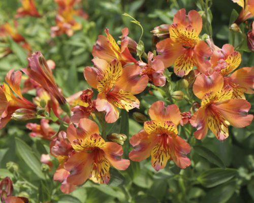 Alstromères bulbeuses au coeur de l’été