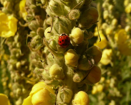 Coccinelle sur bouillon blanc
