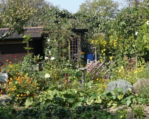 Mon jardin ouvrier au fort de l’Est 93