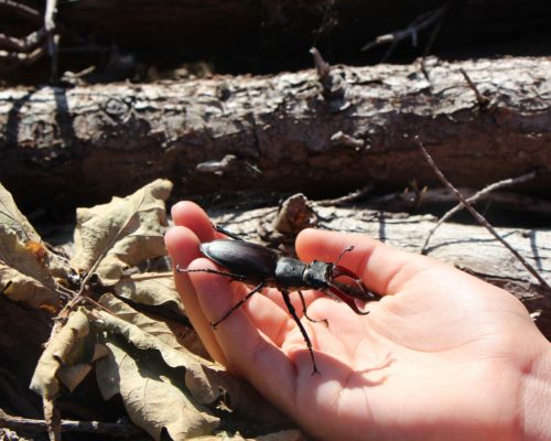 Lucane cerf volant sur tas de bois