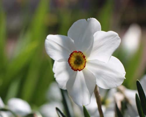 Narcisse parfumé et mellifère en mars