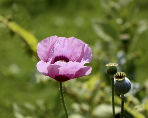 Pavot annuel des jardins