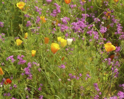 Camaïeux d’orangés dans la prairie fleurie