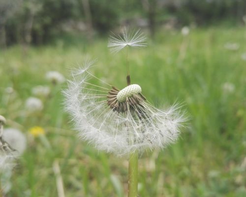 Pissenlit au pollen précieux en mars