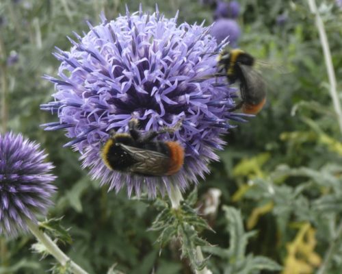 Echinops vivace à floraison estivale
