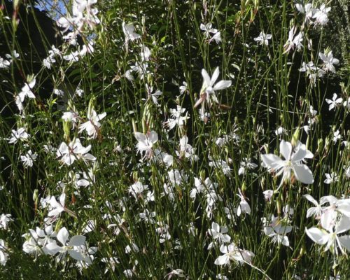 Gaura à floraison champêtre de l’été à l’automne