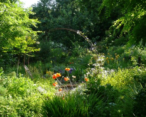 Pavots de mon jardin à Fontanières