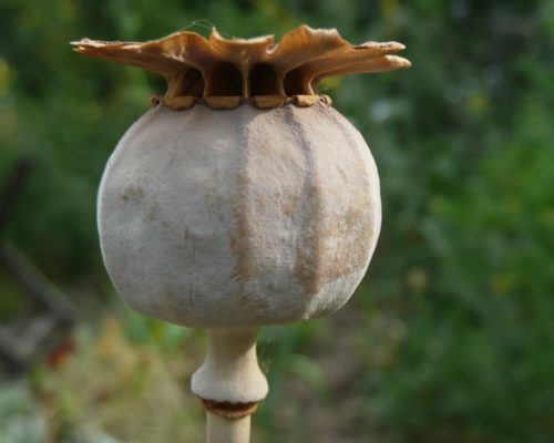 Capsules à graines de pavot