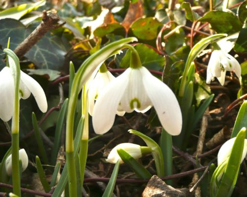 Perce neige de janvier