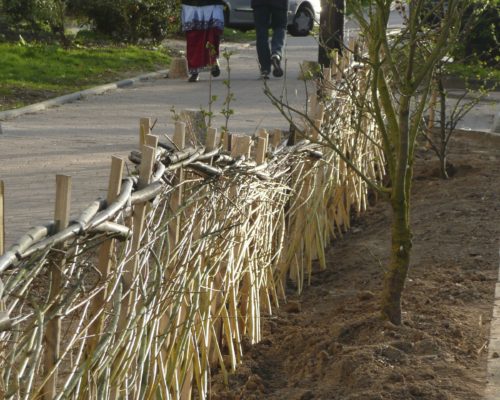 Plessis de saules à tresser entre février et mars