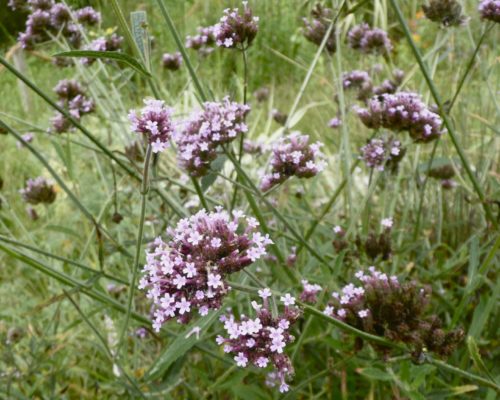 Verveine de Buenos Aires à Vaise