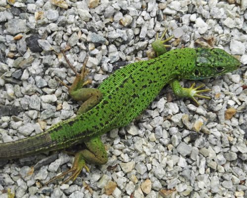 Lézard vert furtif sur les graviers chauds