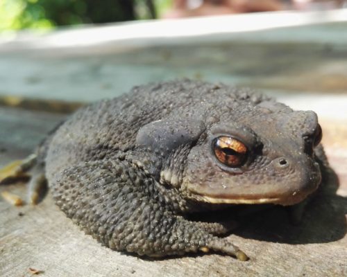 Tête à tête avec le crapaud commun