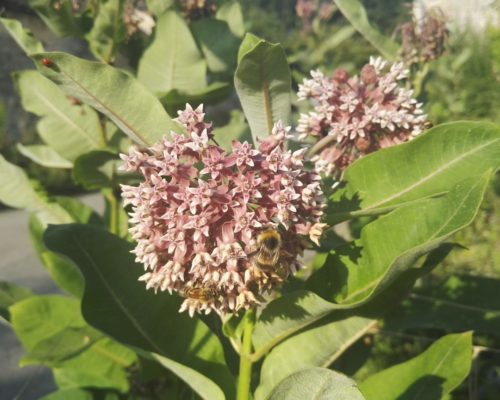 Asclepias estivaux avant la formation de fruits perruches