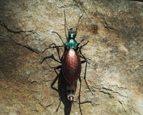 Carabe doré prédateur de limaces