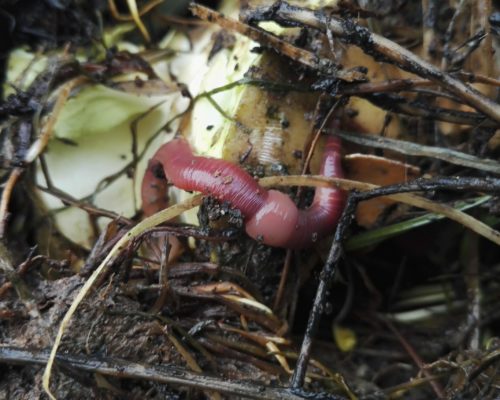 Ver rouge prêt à pondre dans la litière du jardin