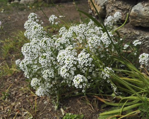 Allyssum odorant aimant se ressemer