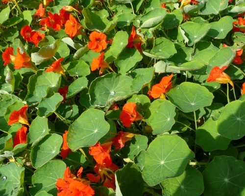 Capucines à fleurs orangées au goût de radis