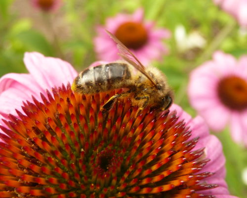 Abeille sur Echinacées