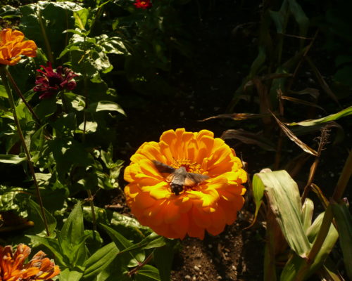 Morosphinx sur Zinnia un soir d’été