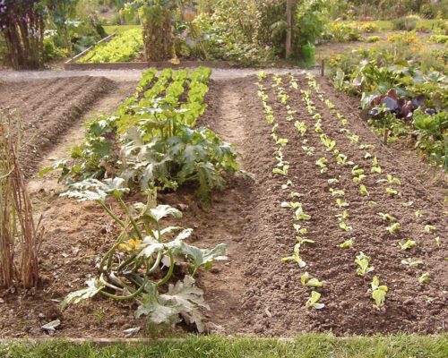 Plantages de 10 m2 à Lauzanne